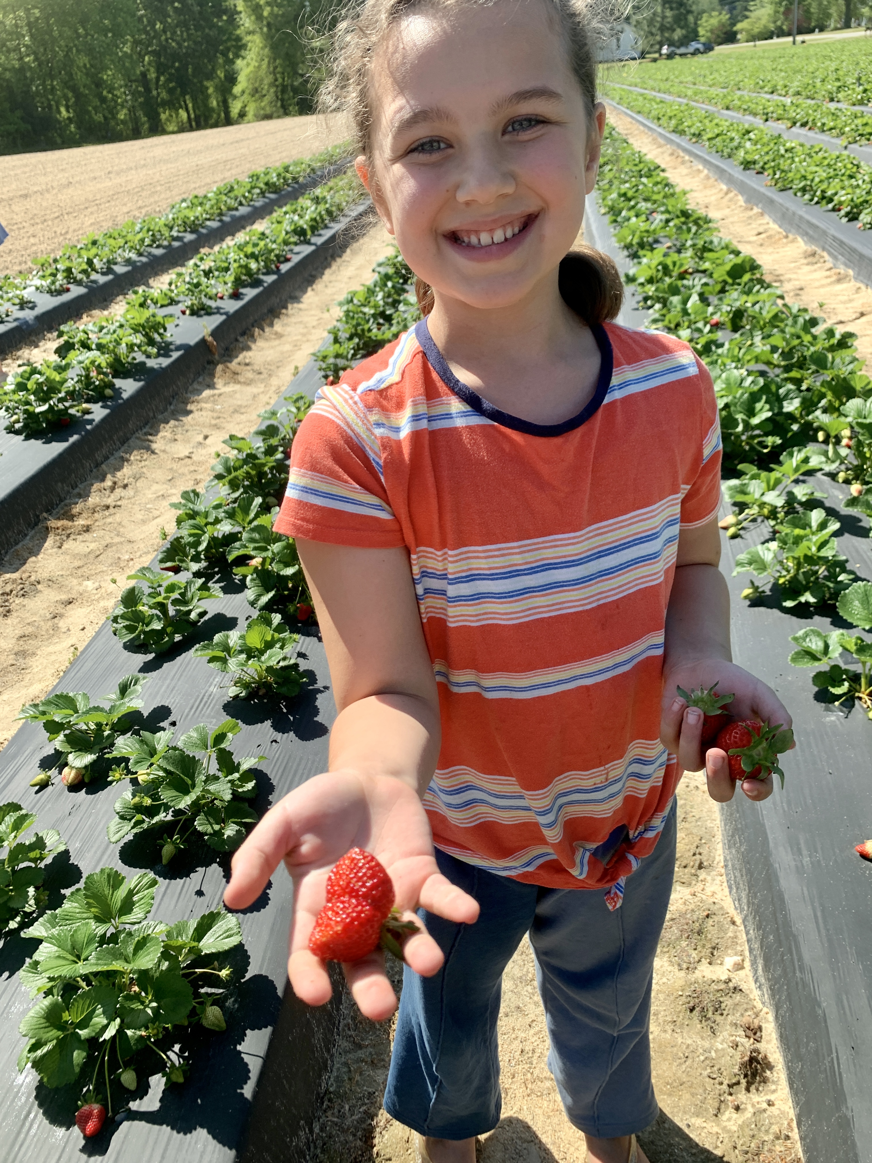 Strawberries